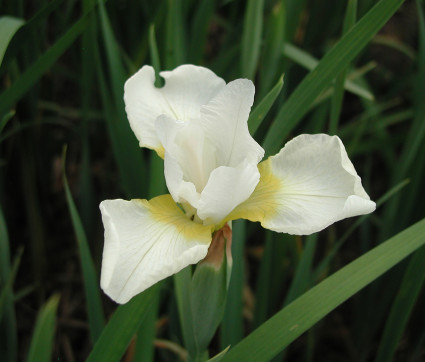 Iris sibirica 'Viel Schnee'