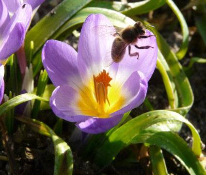 Crocus sieberi ssp. sublimis 'Tricolor'