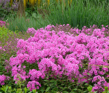 Phlox amplifolia 'Winnetou' – Großblatt-Phlox