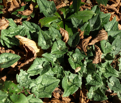 Cyclamen hederifolium