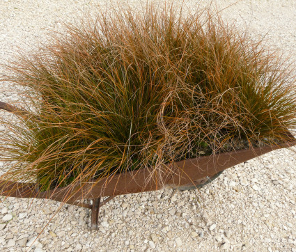 Carex testacea – Orangefarbene Neuseeland-Segge