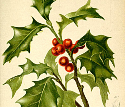 Ilex aquifolium