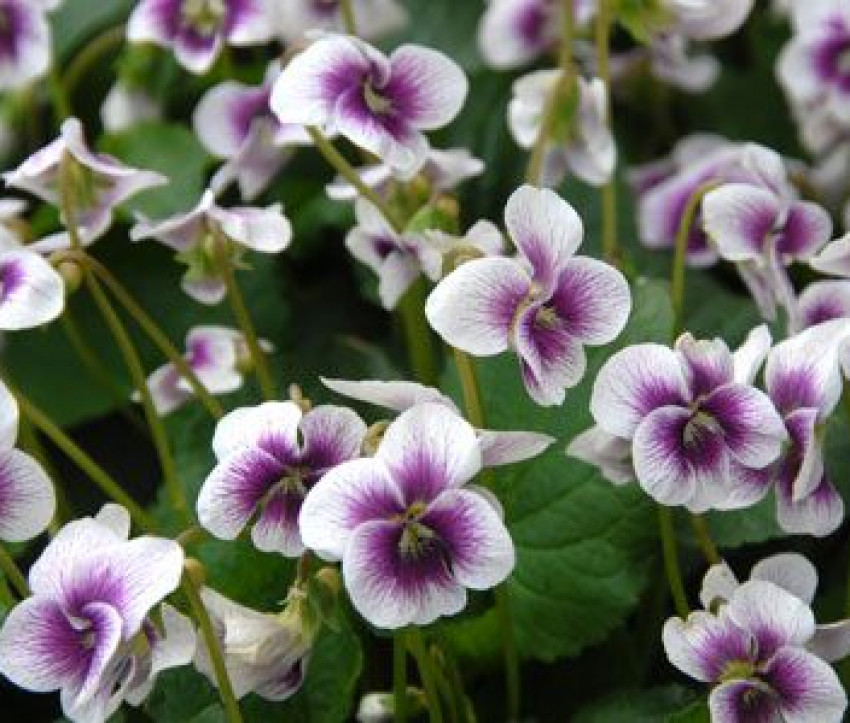 Viola Hybride 'Alice Witter'