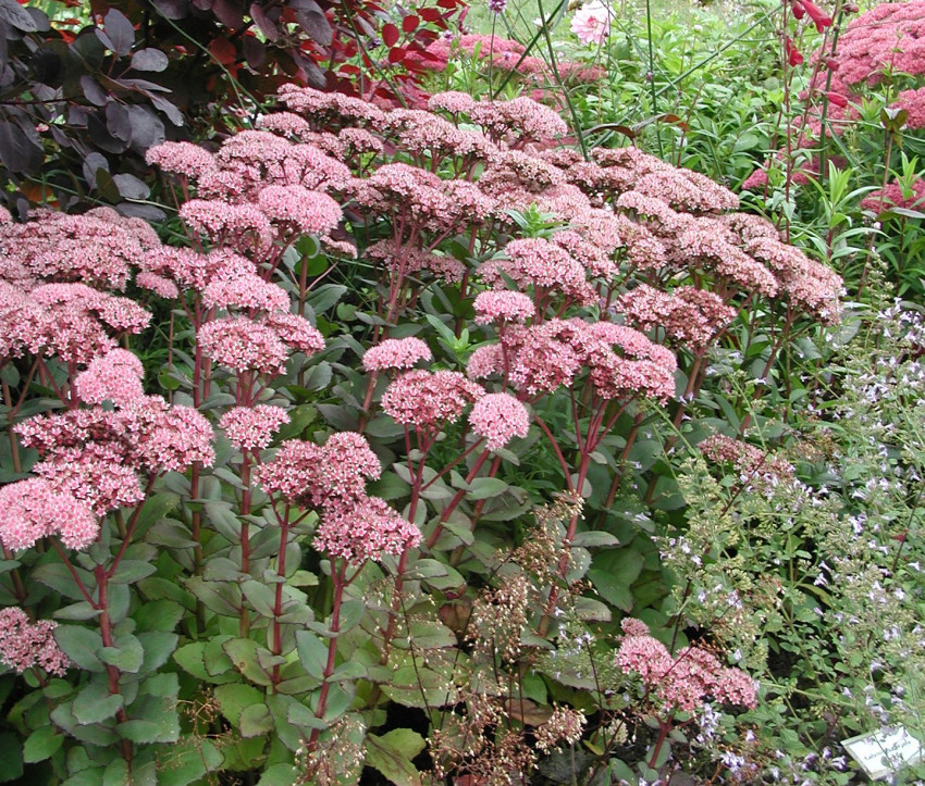 Sedum Telephium-Hybride 'Matrona' 