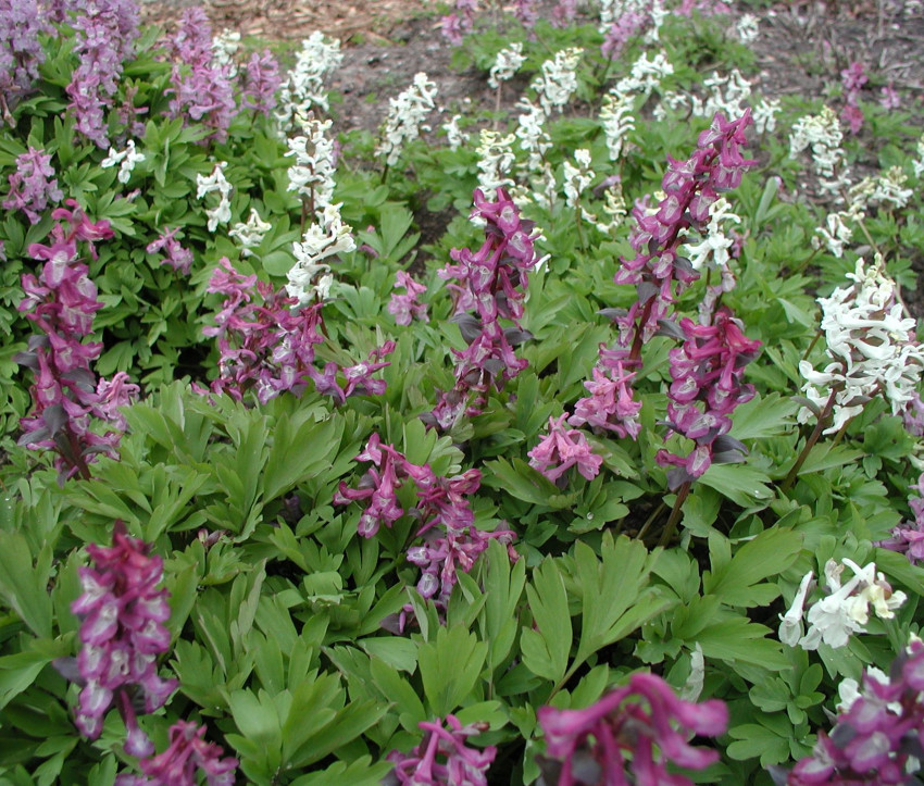 Corydalis cava