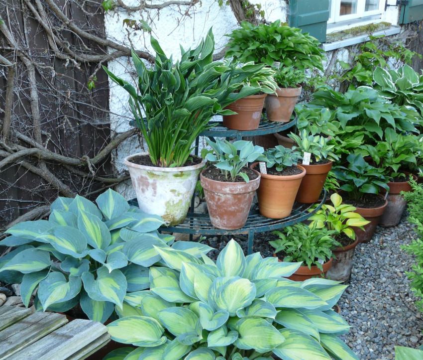 Pflanzgefäße mit Hosta