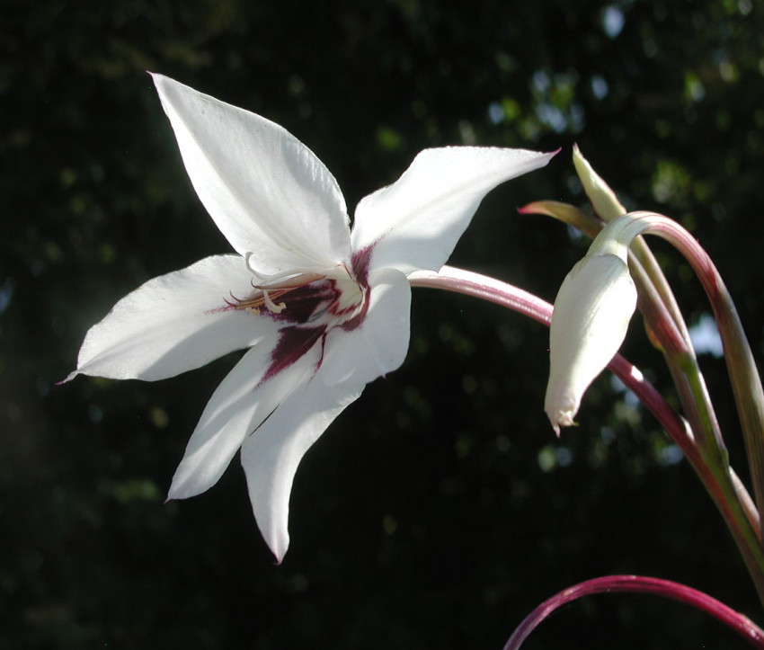 Gladiolus murielae