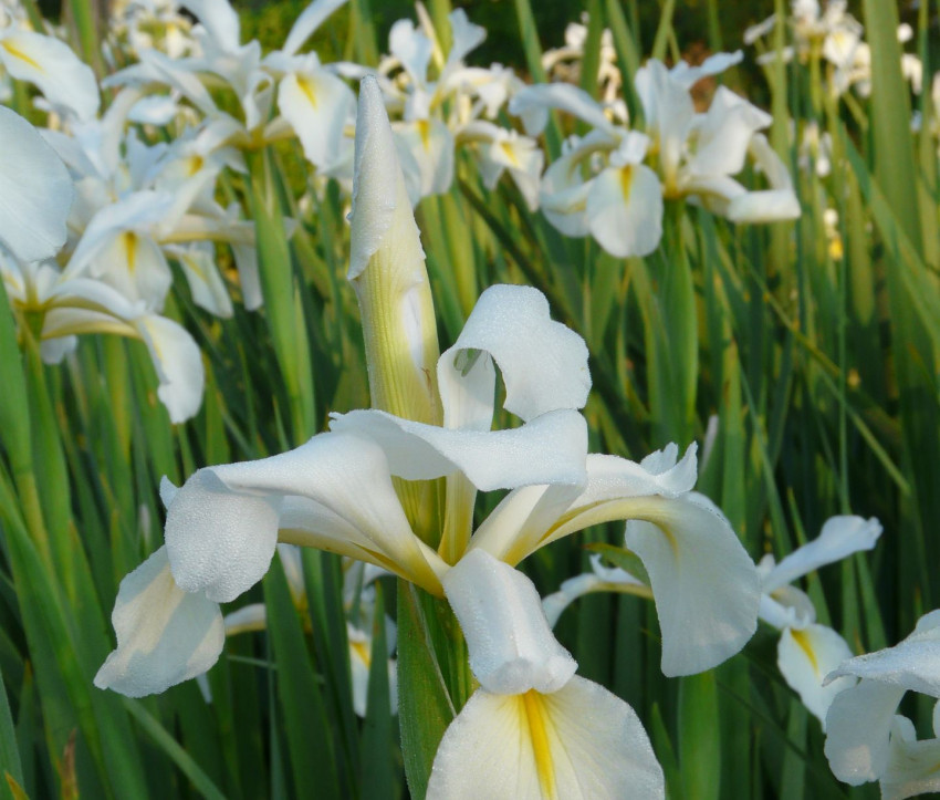 Iris orientalis 'Frigia'