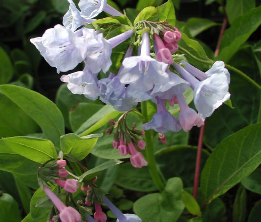 Mertensia virginica