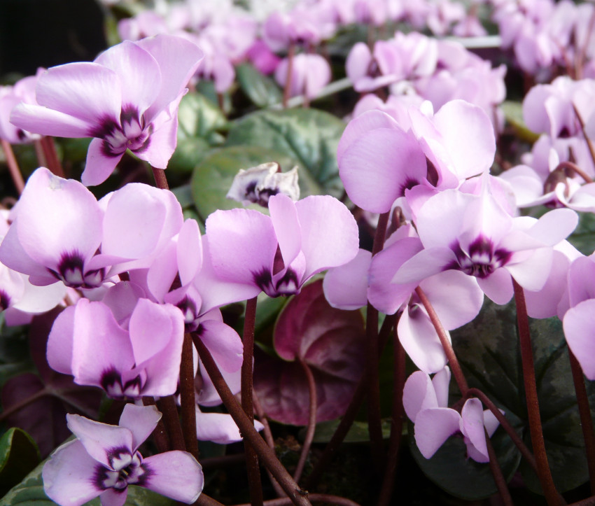 Cyclamen coum