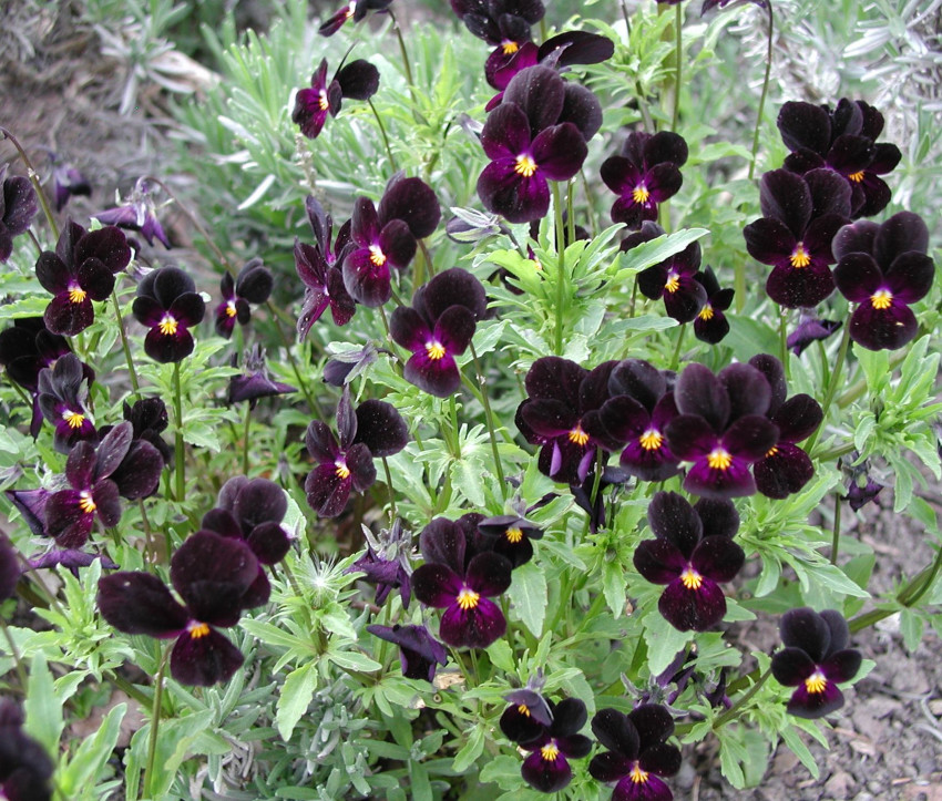 Viola cornuta 'Bowles Black'