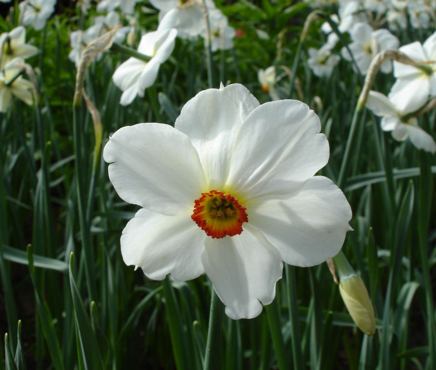 Narcissus ‘Actaea’