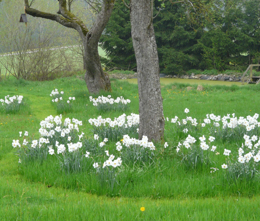 Narcissus ‘Actaea’