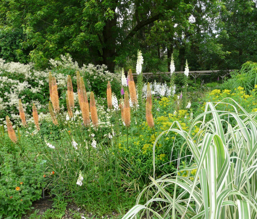 Eremurus Ruiter-Hybride ‘Cleopatra’