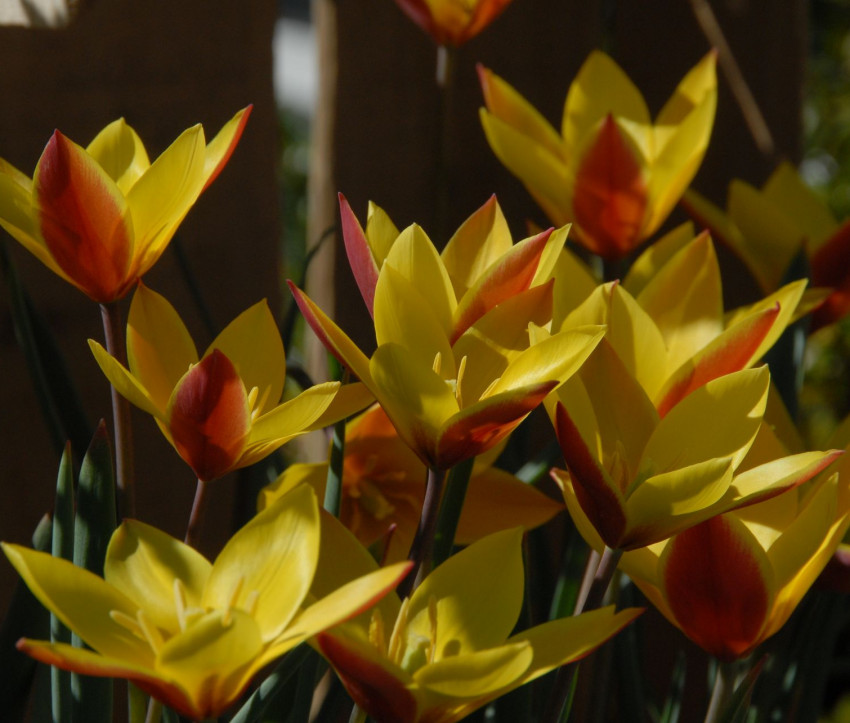 Tulipa clusiana var. chrysantha ‘Tubergen’s Gem’