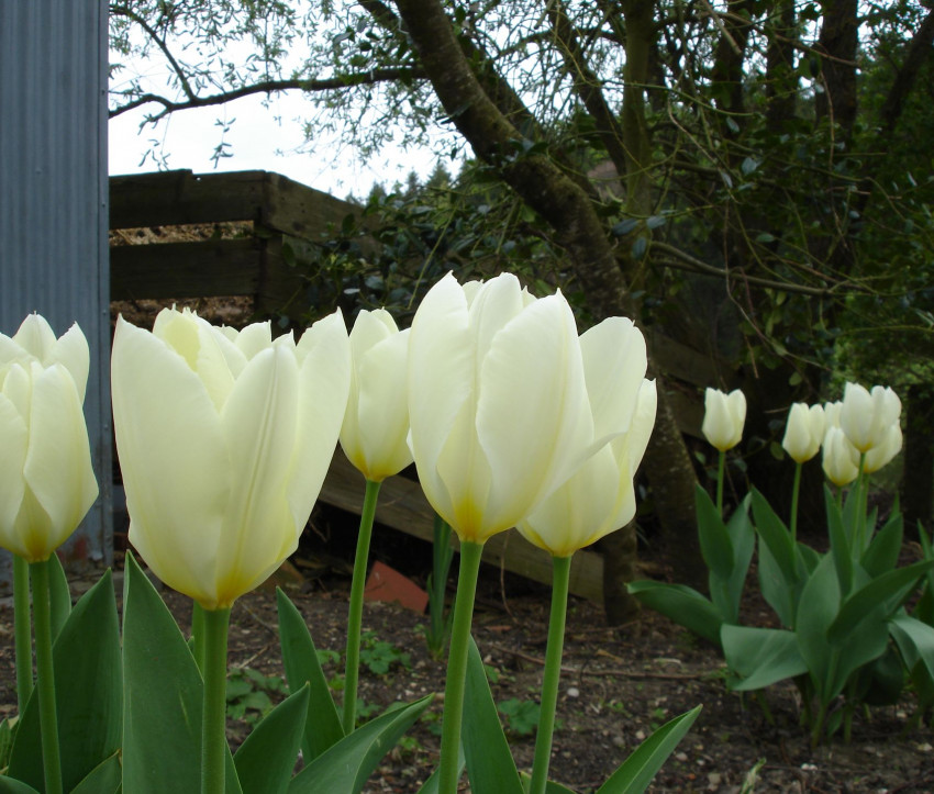 Tulipa fosteriana ‘Purissima’