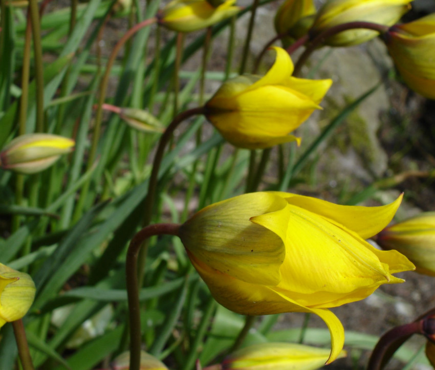 Tulipa sylvestris