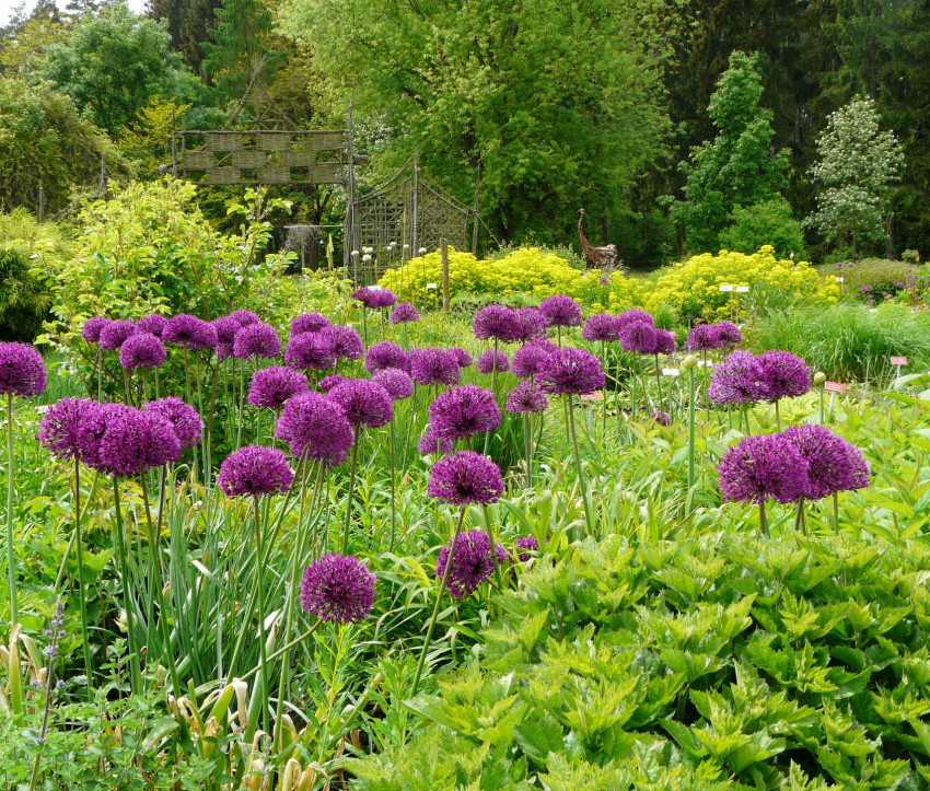  Allium aflatunense &#039;Purple Sensation&#039;