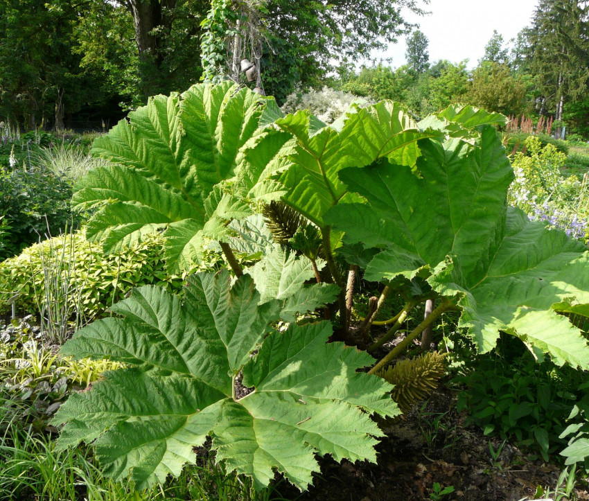 Gunnera manicata