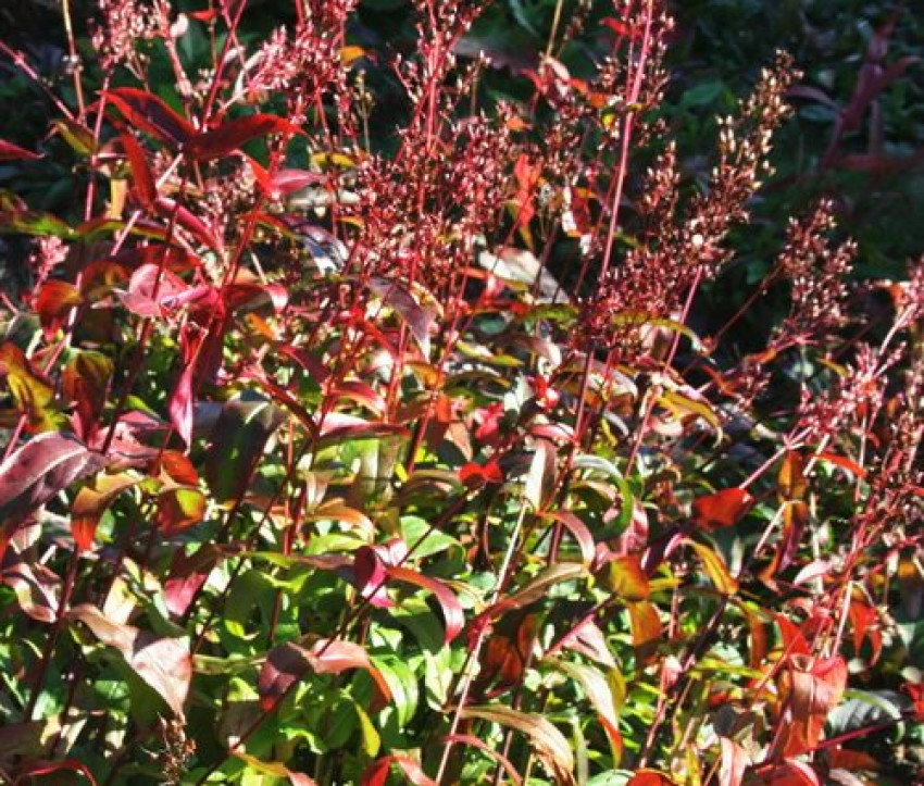 Penstemon digitalis 'Huskers Red'