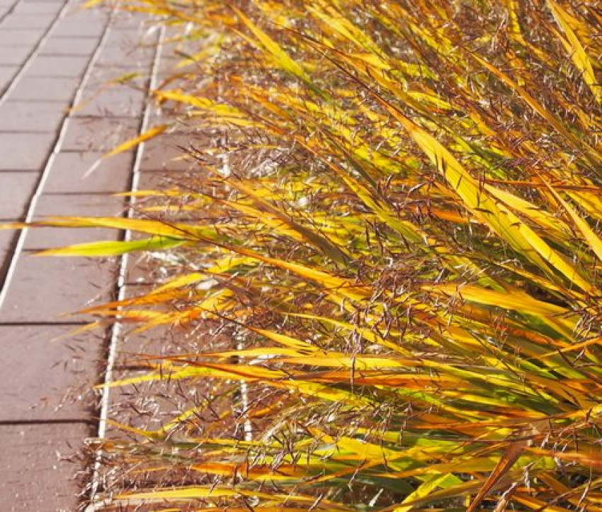 Hakonechloa macra