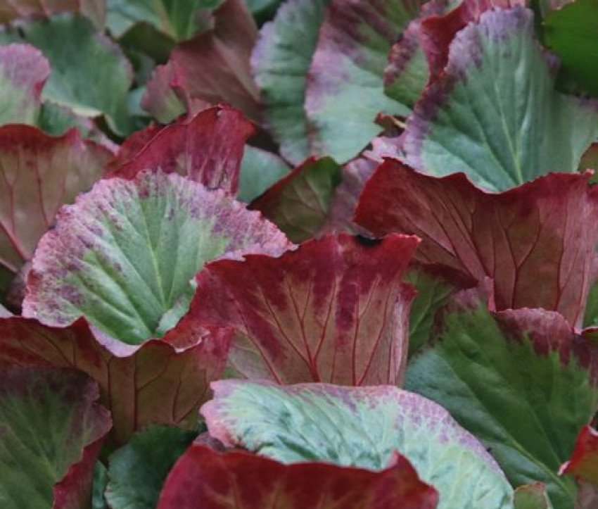 Bergenia cordifolia