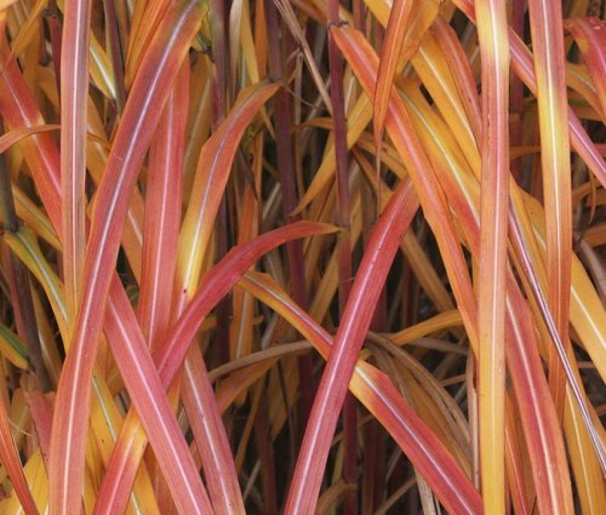 Miscanthus sinensis 'Malepartus'