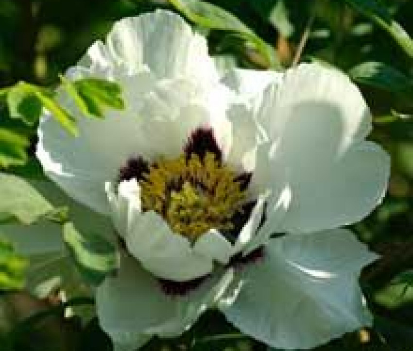 Paeonia Rockii-Hybride 'Shu Sheng Peng Mo'