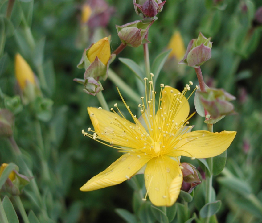 Hypericum polyphyllum ‘Grandiflorum’