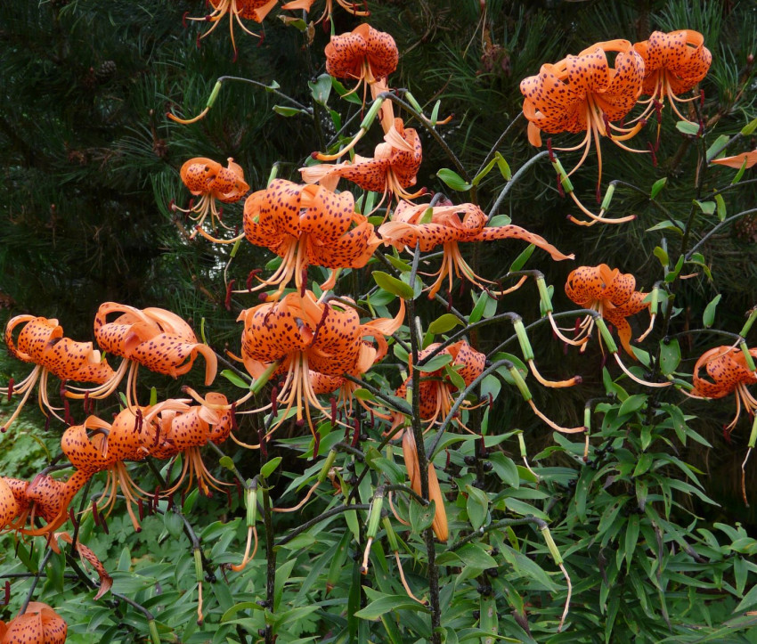 Lilium lancifolium var. splendens