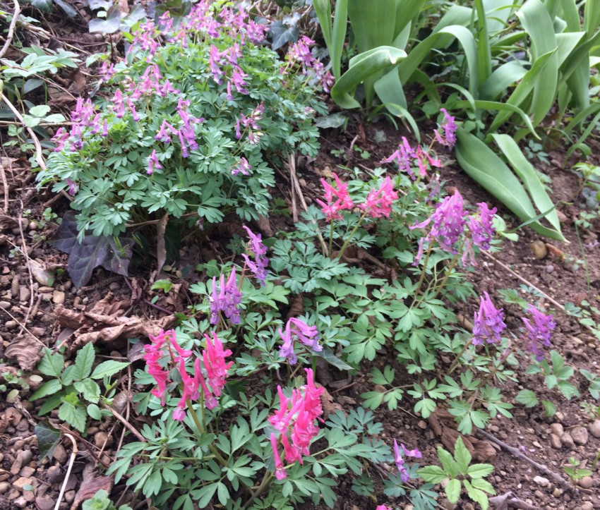 Lerchensporn Corydalis