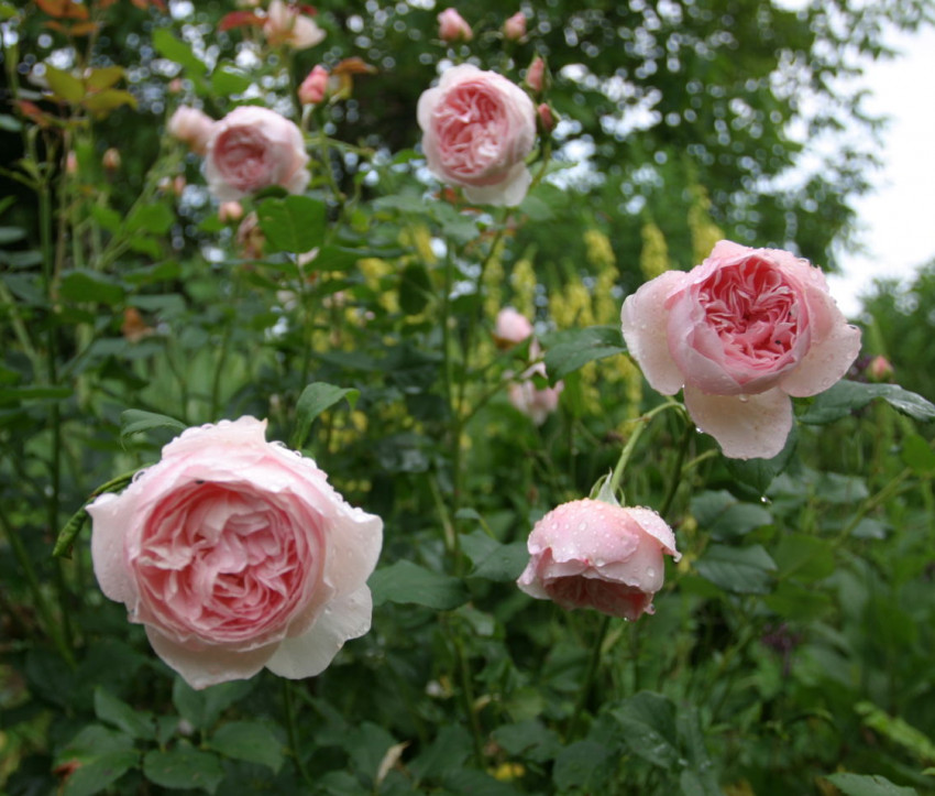 Rosa 'Heritage'