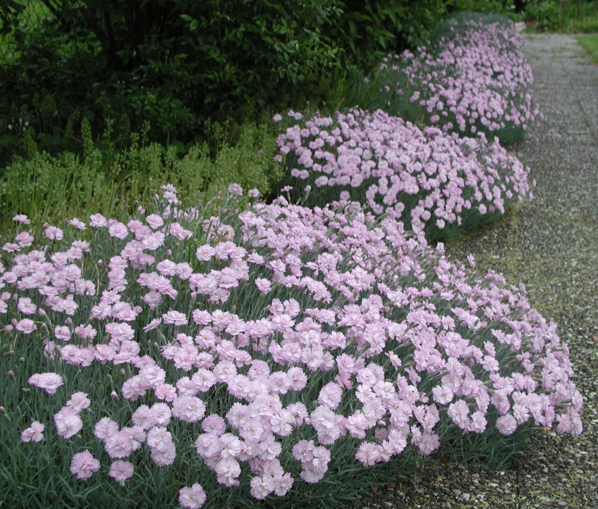 Dianthus plumarius – Hybride