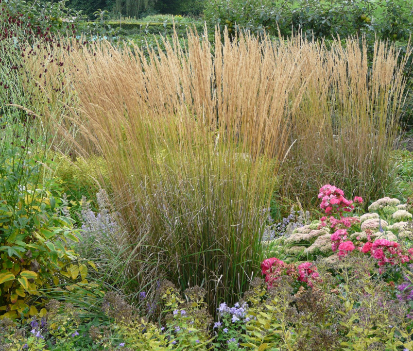 Calamagrostis acutiflora ‘Karl Foerster’