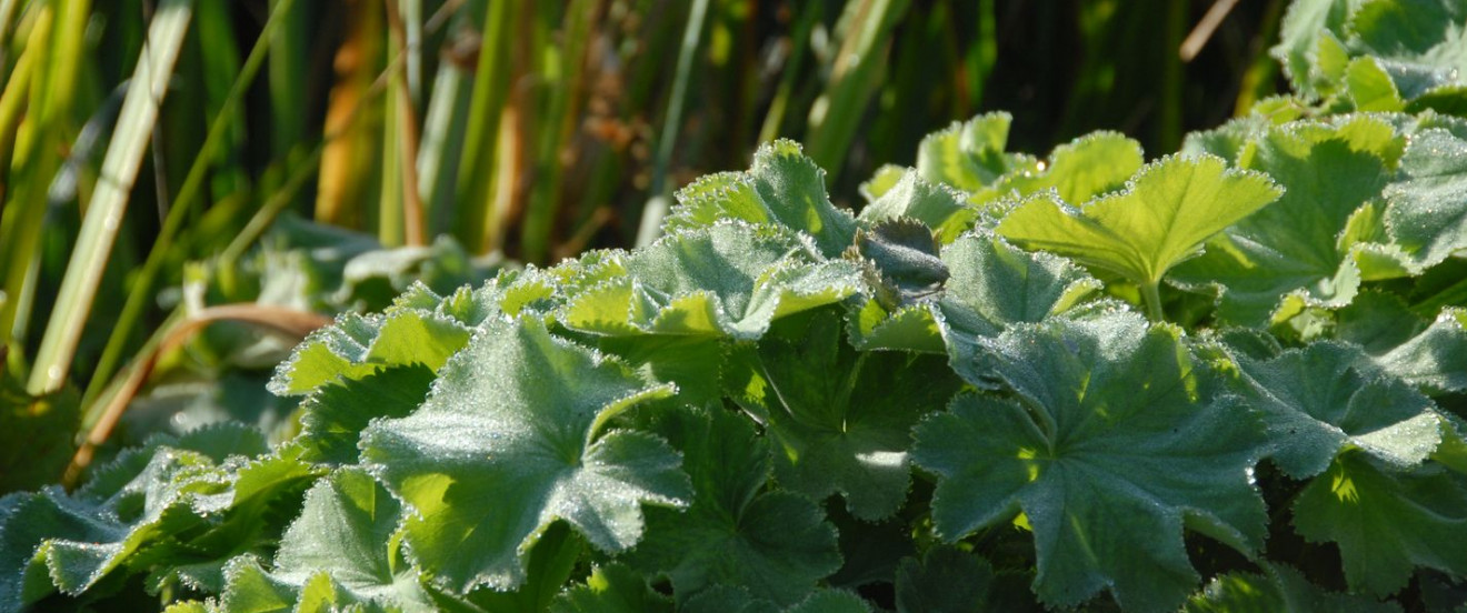 Alchemilla mollis