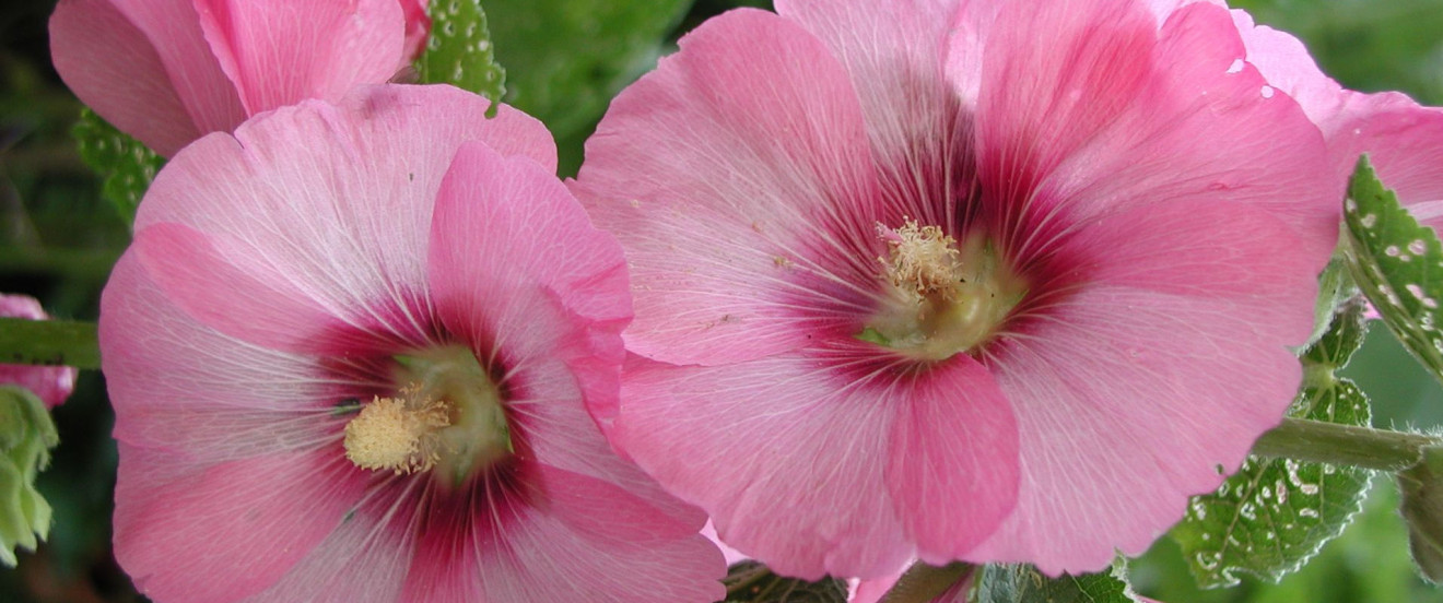 Alcea rosea 'Simplex'