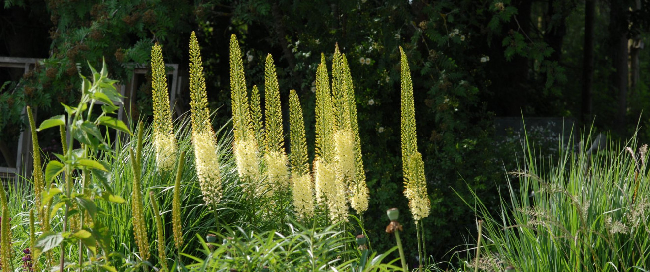 Eremurus Stimmung