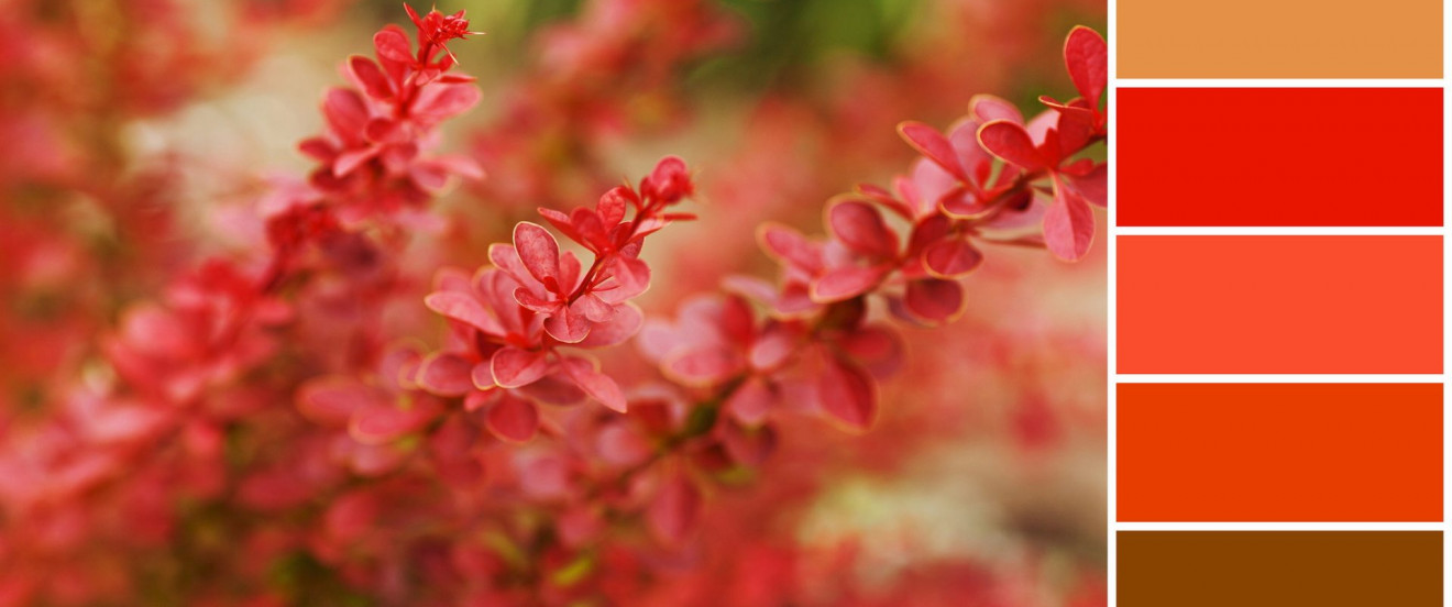 Berberis