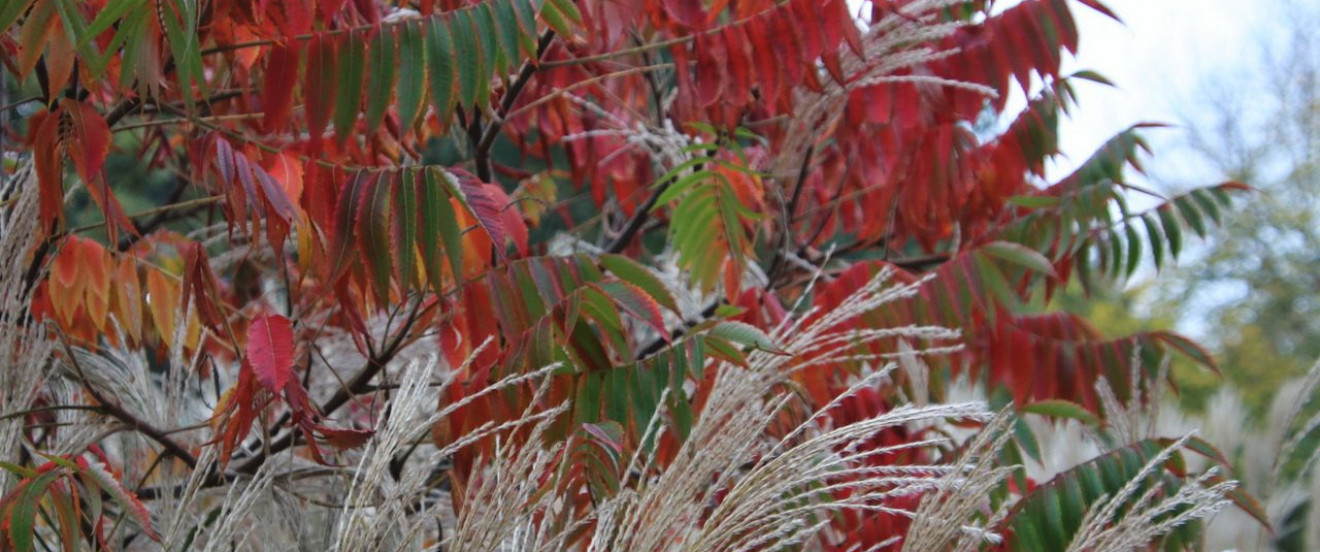 Rhus thyphina