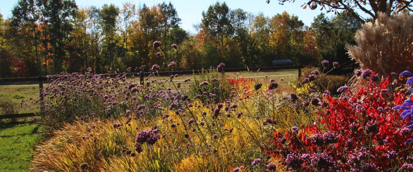 Herbstfärbung