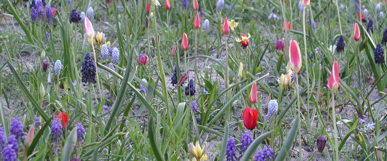 Zwiebelbeet im Frühling