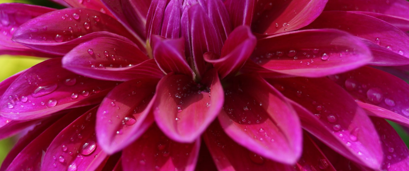 Dahlia 'Le Baron'