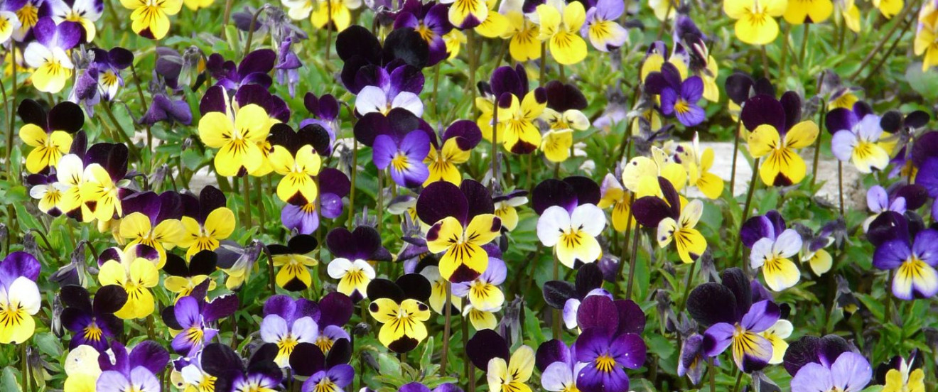 Vielfalt – Viola cornuta