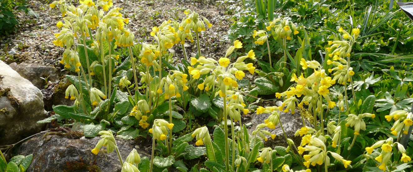 Primula veris