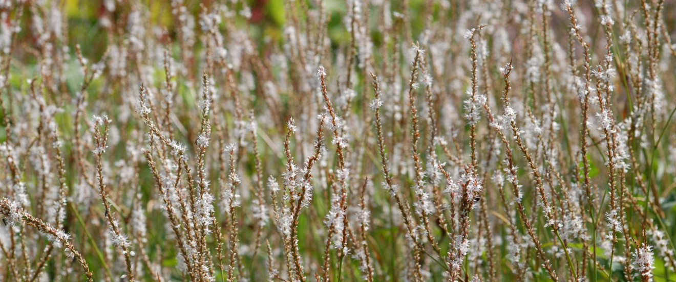 Polygonum amplexicaule ‘Album’