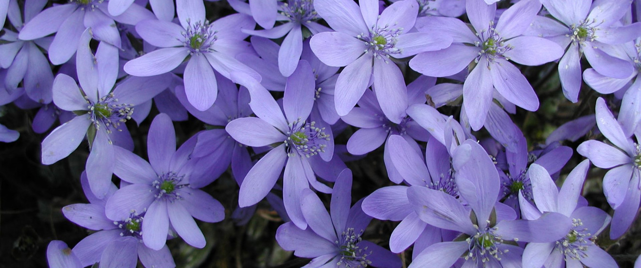 Hepatica nobilis