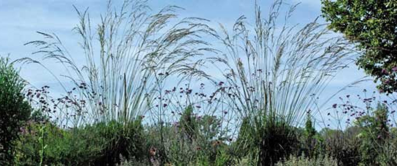 Molinia arundinacea 'Cordoba'