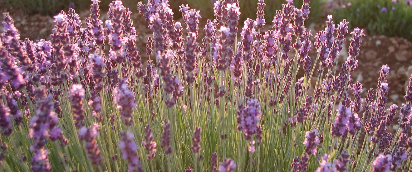 Lavendel Morgenstimmung