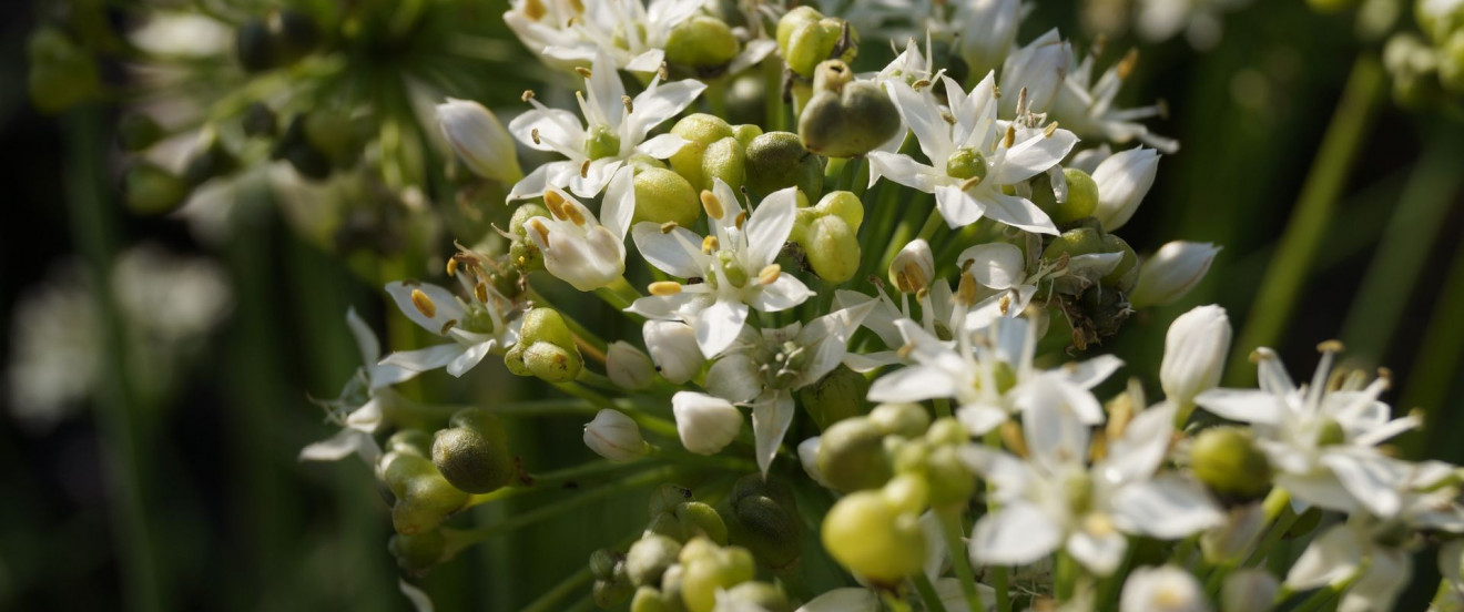 Allium tuberosum ‘Kobold’