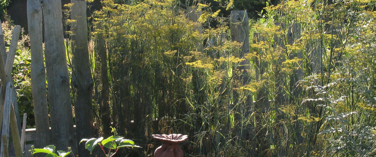 Foeniculum vulgare ‘Rubrum’